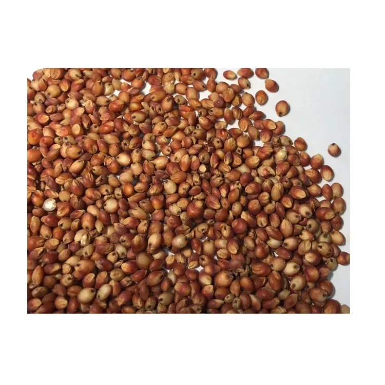 High Quality Global Export purity 90-95% basic farm product Red Sorghum Ready For Immediate Shipment