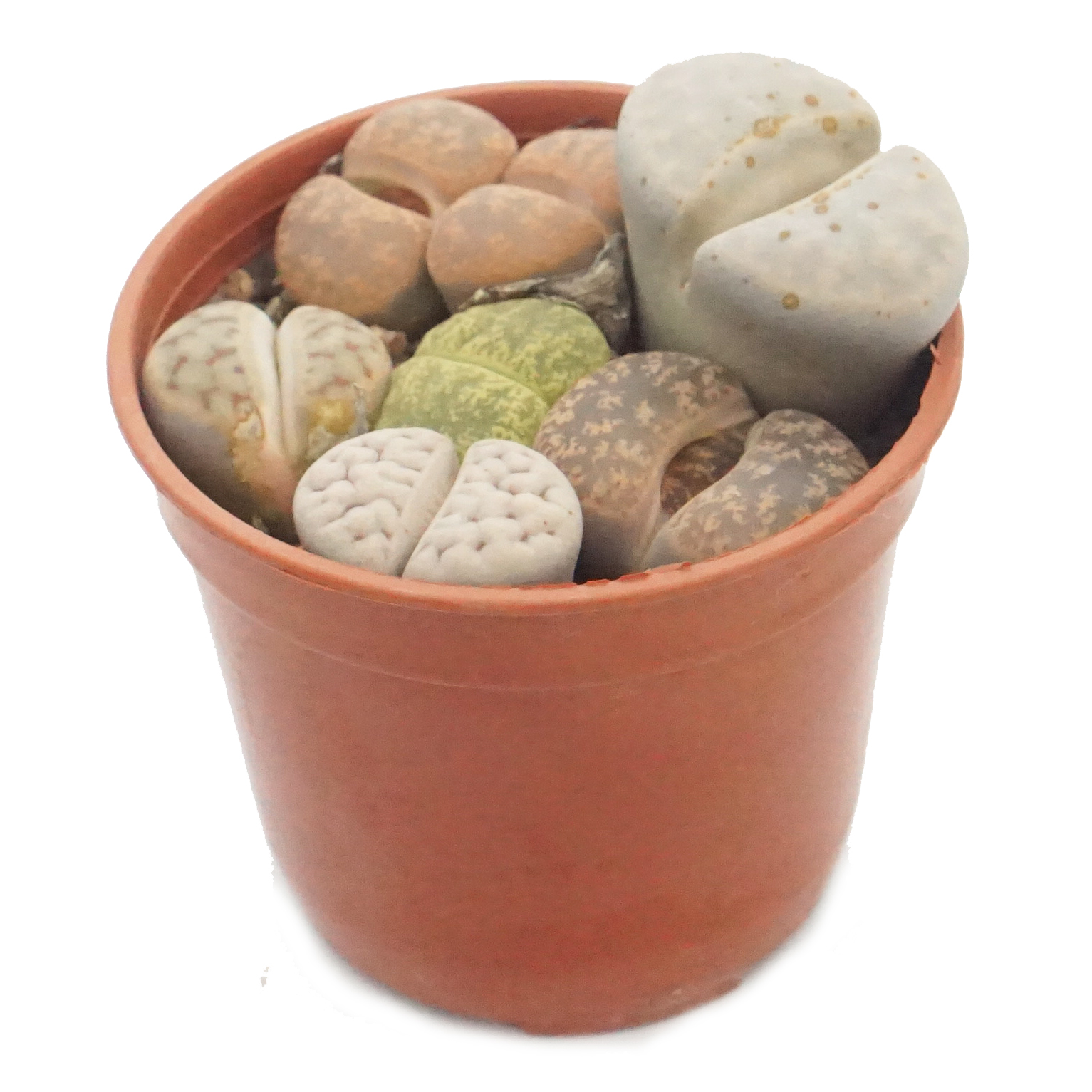 Самые популярные оптовые продажи, живые растения lithops, корейские натуральные суккуленты для домашнего декора