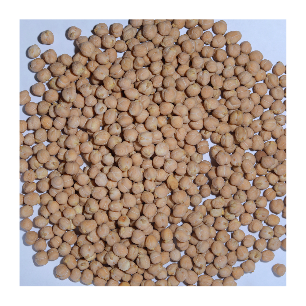 Natural organic raw chickpeas