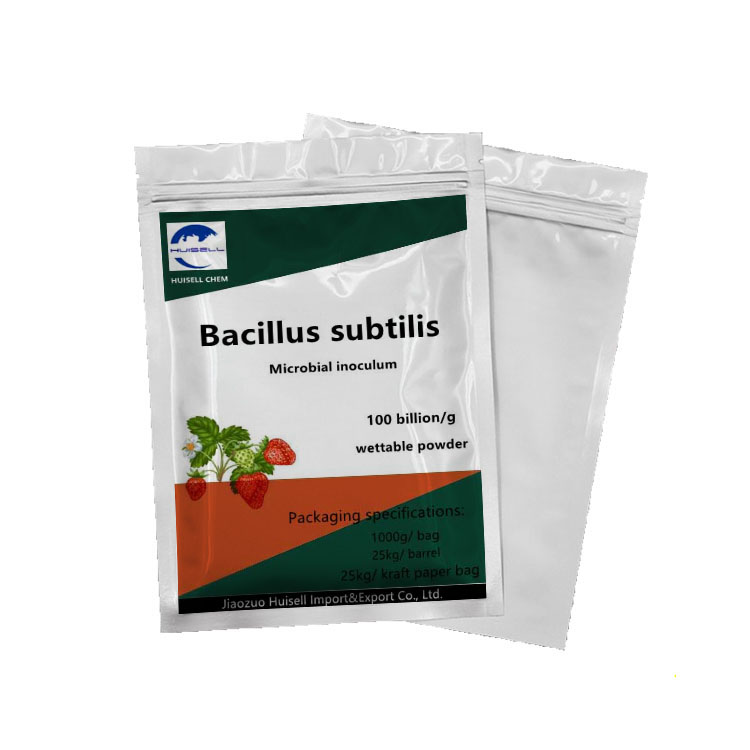 BACILLUS SUBTILIS