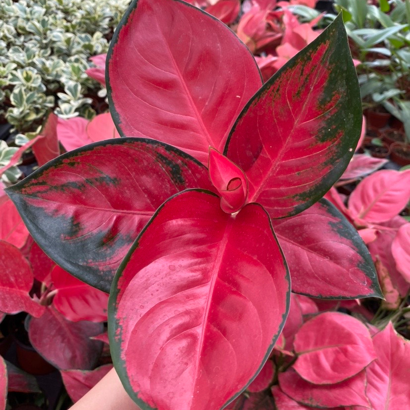 Aglonema aglaonema красный Dongfangred Suksom jaipong