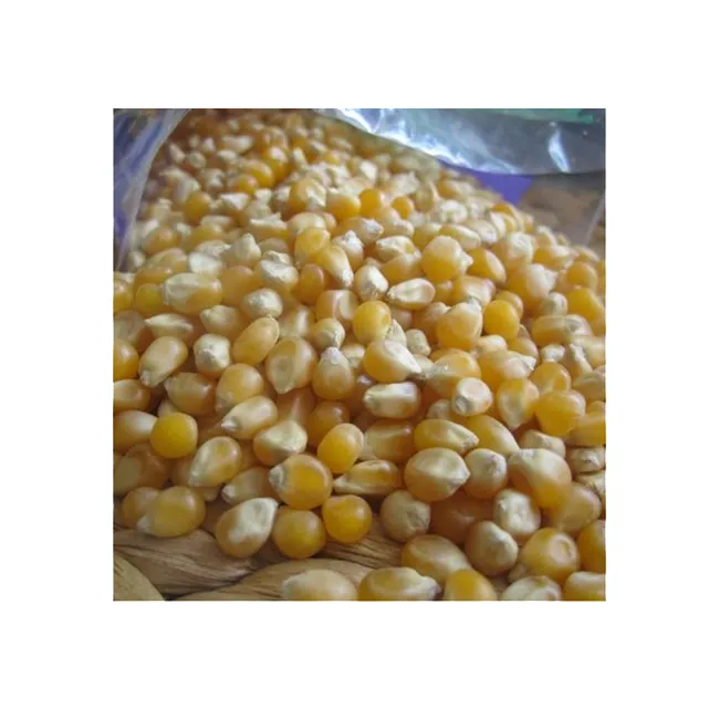Fresh Animal Supplier Bulk Dried Price Of Yellow Maize Corn Kernels