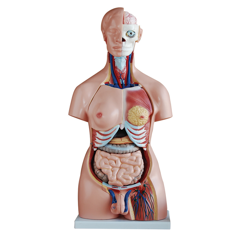 Good quality human torso model medical educational teaching model anatomy human body model torso with 40 organ parts