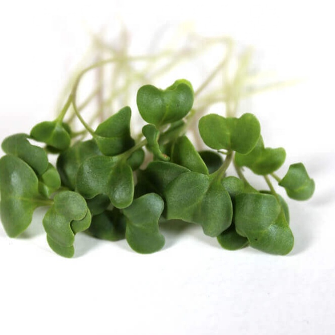 BROCCOLI SEEDS MICROGREEN FOR SPROUTING