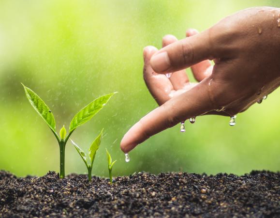 Бренд Enviro Coco Peat; Бренд Enviro Coir Pith