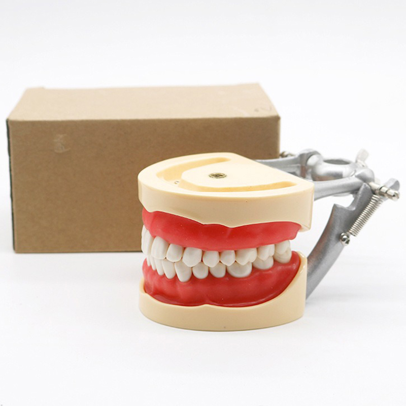 Dental Equipment модель зуба дошкольного образования демонстрации чистки челюсти зубы Съемный обучения брус