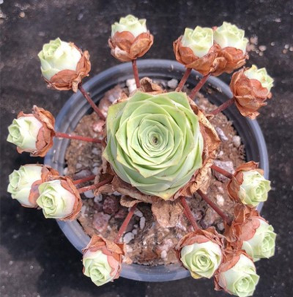 Живые суккуленты для офиса Greenovia cluster echeveria