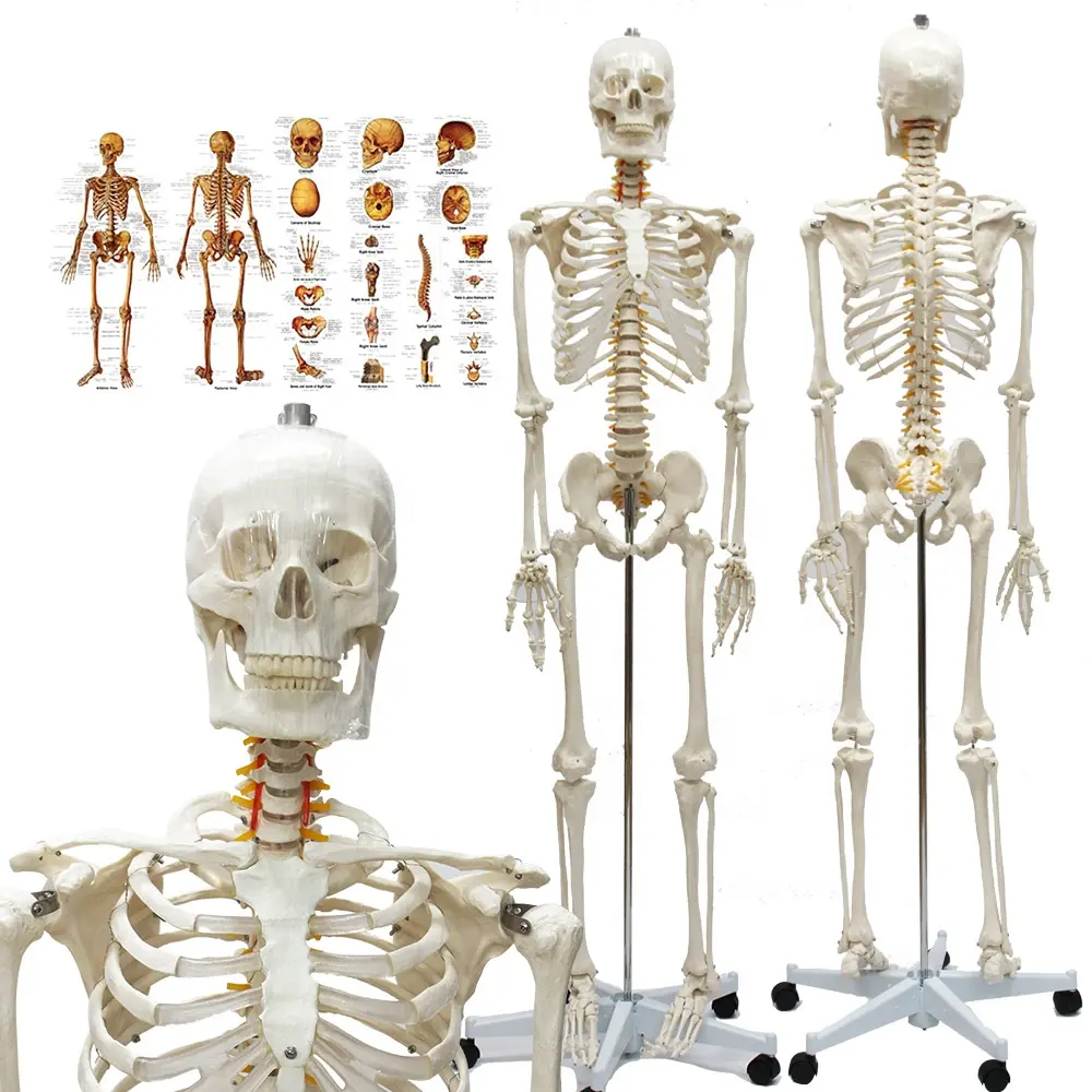 FRT001 180cm Tall Life-Size Human Skeleton Model PVC Material Medical Science White Bone Human Anatomy Model