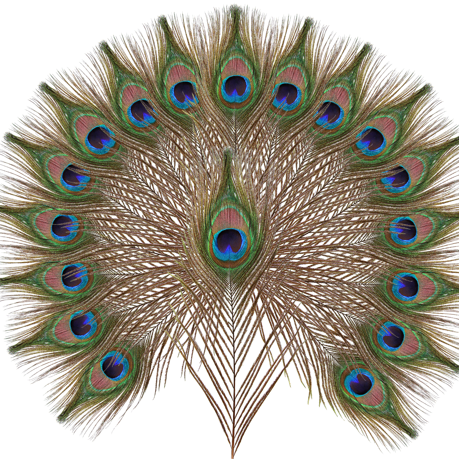 25-30cm High Quality Large Decor Feathers Natural Bulk Peacock Feathers for Centerpiece Decoration