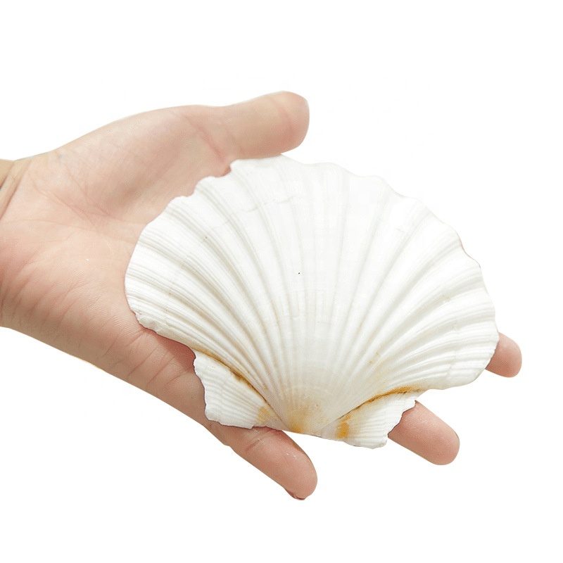 Big white shells for Drawing