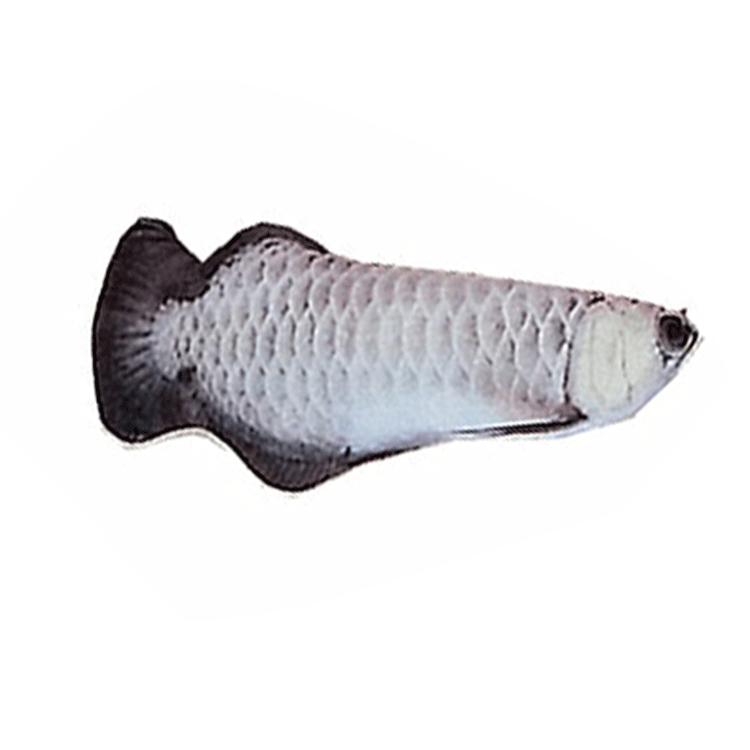 Factory direct sales pet toy catnip fish toy simulation crucian carp cat stick pillow cat supplies plush toy customization