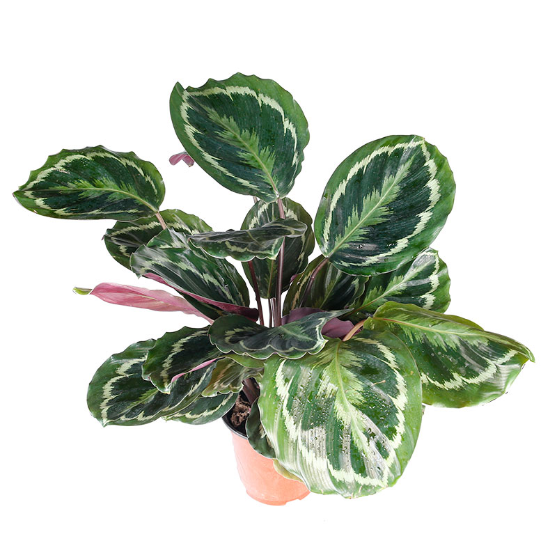 Комнатное наблюдение за листвой Calathea Shinestar, подвесные цветы в горшке, живые зеленые растения, оптовая продажа по низкой цене