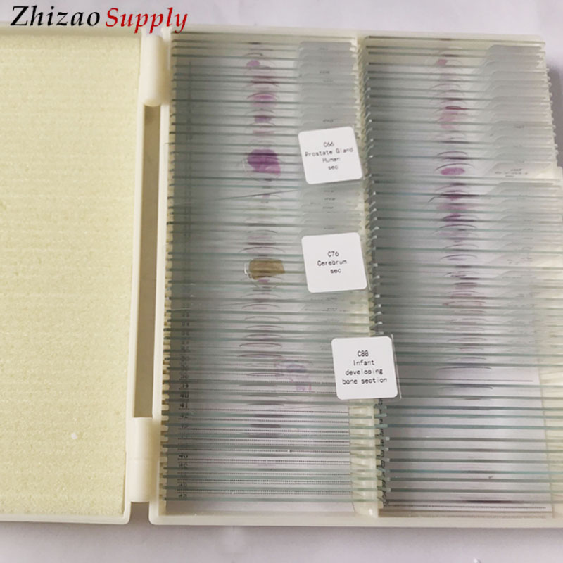 100pcs set Microscope Prepared Slides Zoology Animal Histology Prepared Slides