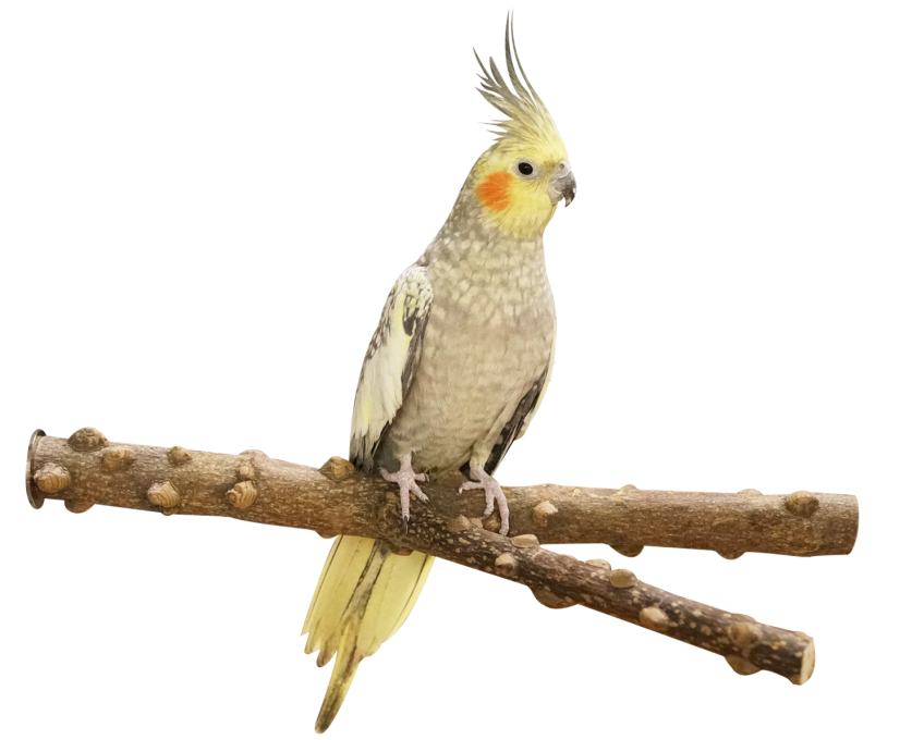 Натуральный перец, древесина птицы Y Perch
