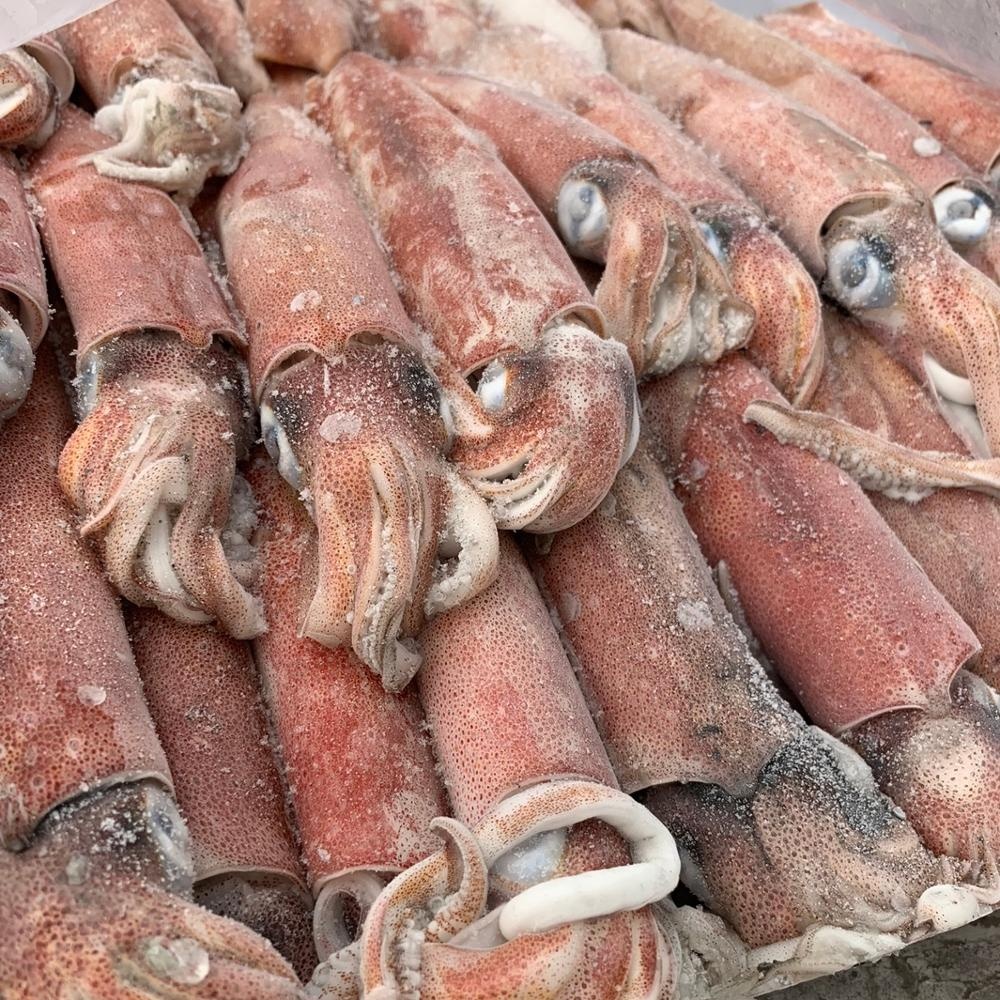 Frozen squid from indonesia High Quality loligo Scientic squid name of Todarodes Pacificus