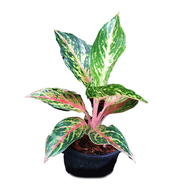 Оптовая продажа Aglaonema горшок растения в Таиланде @ Лучшая цена попробуйте нас!