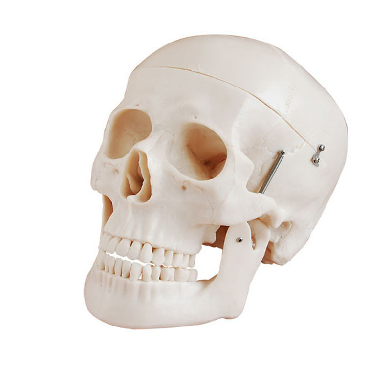 Deluxe Life-Size Human Skeleton in Skull Style Educational Equipment