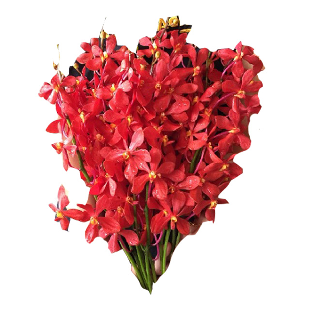 Оптовая продажа Mokara Red Thai Orchid Cut Flower Премиум качество по лучшей цене попробуйте нас!