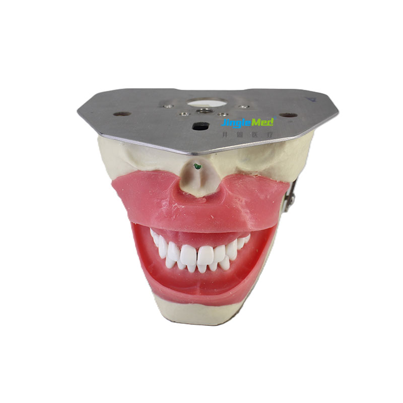 Medical Science Dental Simulator Oral Anesthesia Manikin Trainer Dental Conduction Anesthesia Model