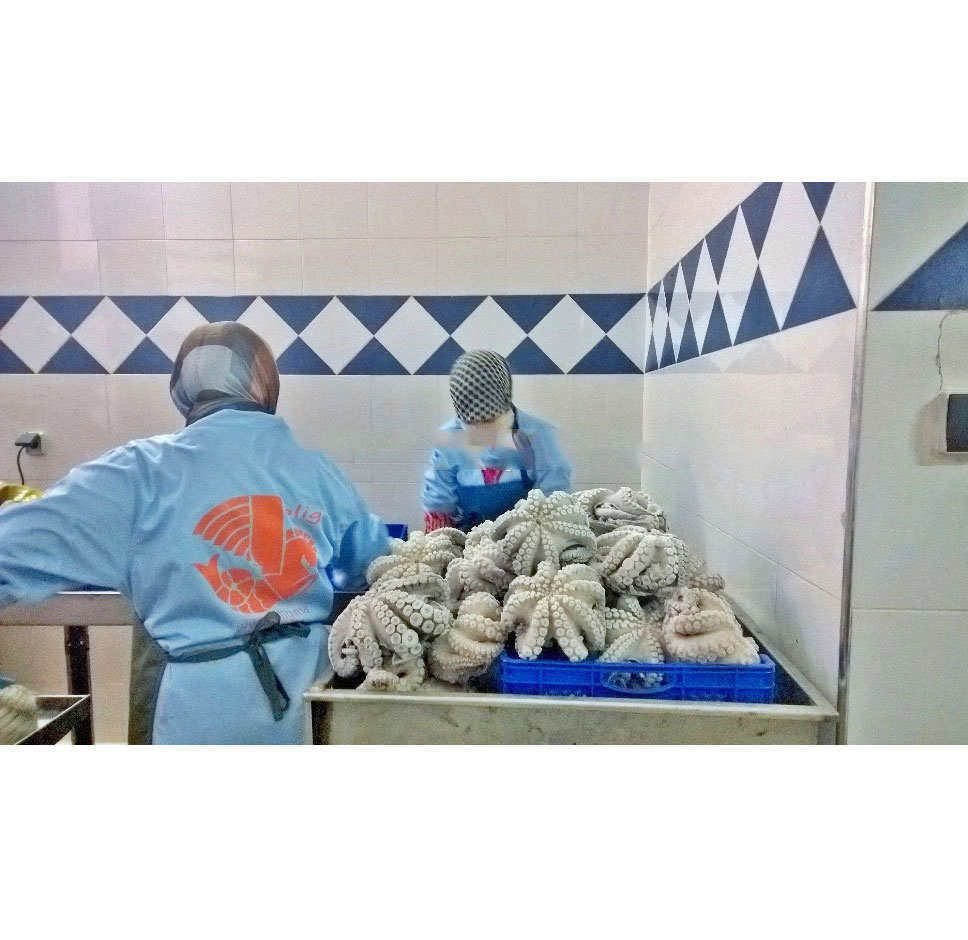 Горячая продажа Высокое качество Замороженный iqf Осьминог цветок из Марокко