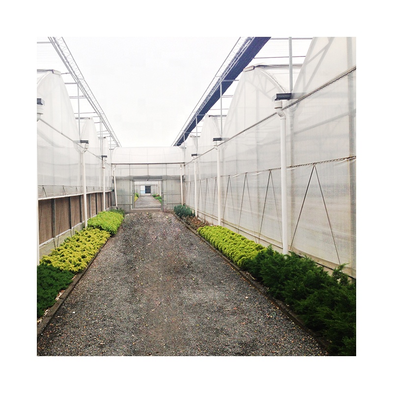 Multi-span Plastic Film Greenhouses with Hydroponic Growing System hot sale manufacture other greenhouses