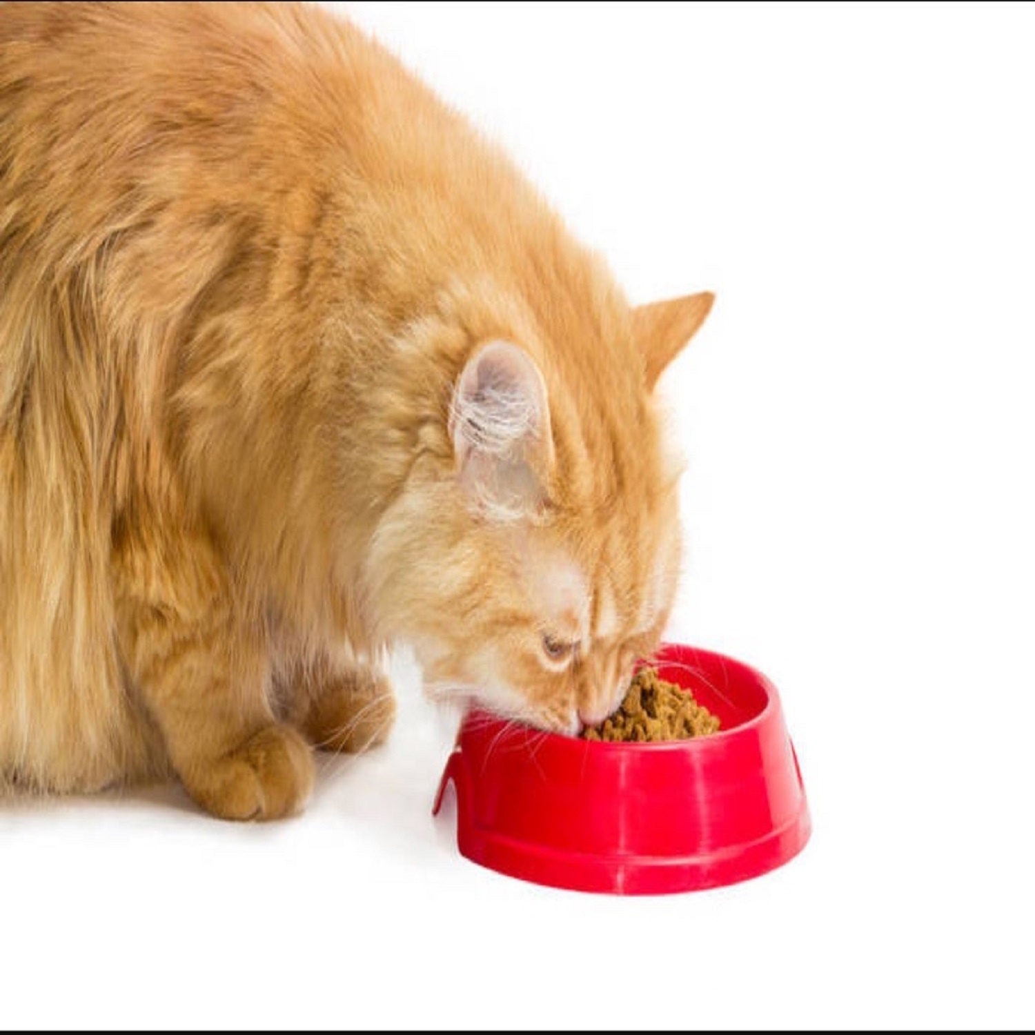 Котенок, кошка, рыба, курица оптом, еда для домашних животных, сухой корм для кошек, Горох, клюква