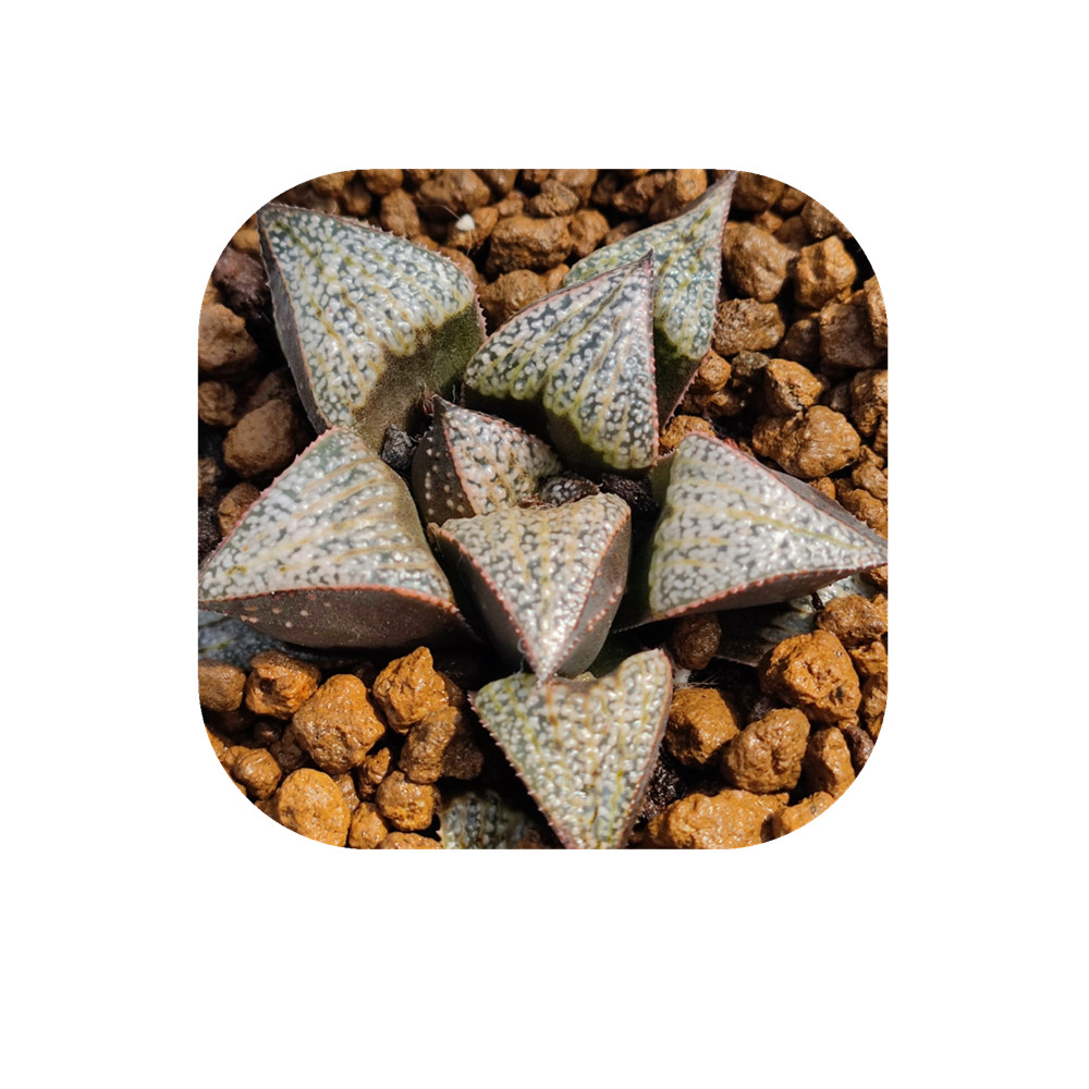 H51 Haworthia Великолепная «Макс-красная» Редкие суккуленты живое растение 3,5 'горшок натуральные суккуленты комнатное растение бонсай