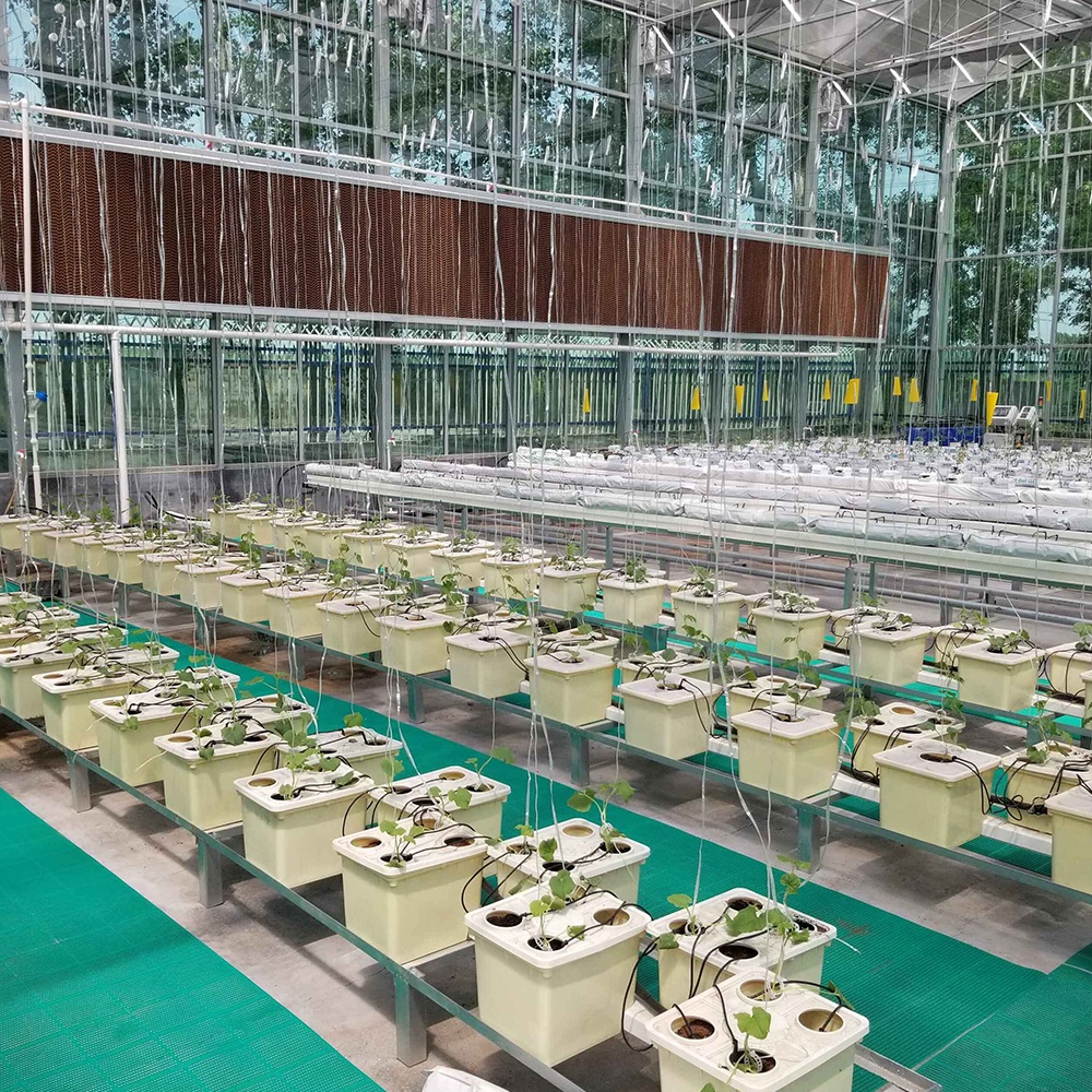 Small-Scale Complete Dutch Bucket Hydroponics System for Growing Vegetables for Agricultural Greenhouses