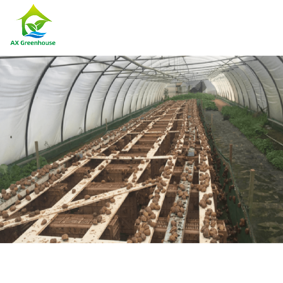 Hot Sale Greenhouse Snail Farming Can Be Customized