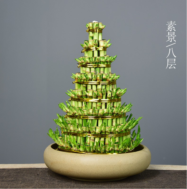 Растения для гидропоники lucky bamboo dracaena sanderiana