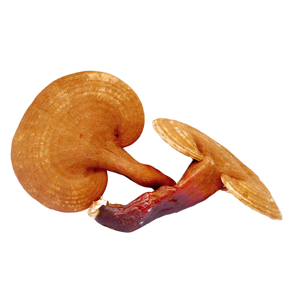 New 2021 High profit Ganoderma Lucidum Slice Lucidum Ganoderma reishi Powder/lower blood pressure enhance immunity