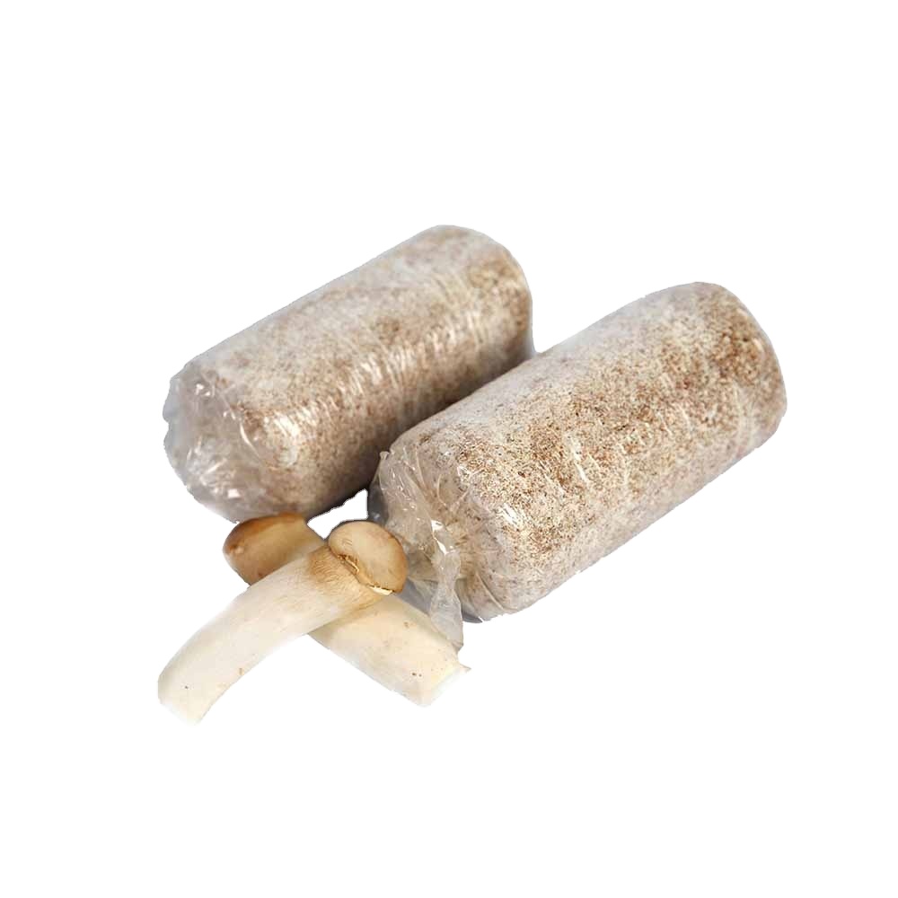 King oyster champignon spawn grow block farm growing kits