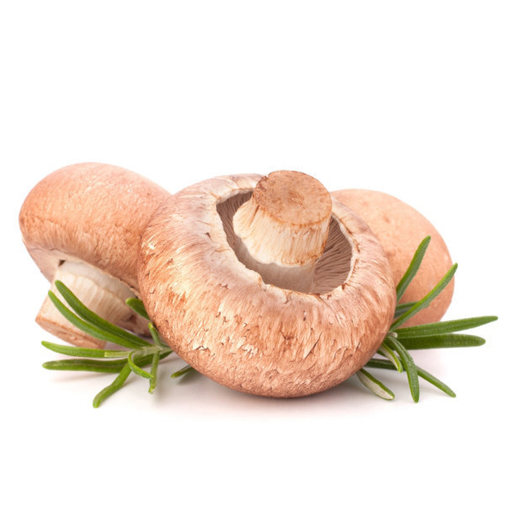 Quality Assurance Primary Color Free Pick Mushroom Grow Room Shiitake Mushrooms 1kg Price