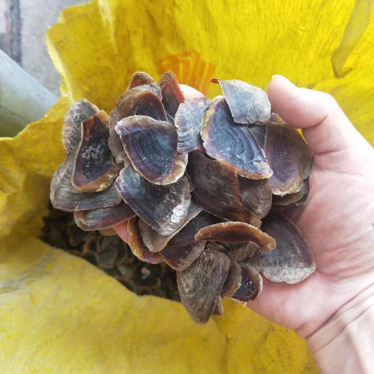 Cheap Wholesale Seashell Murex Operculum Murex Snail Dried Shell Operculum For Saudi Arabria