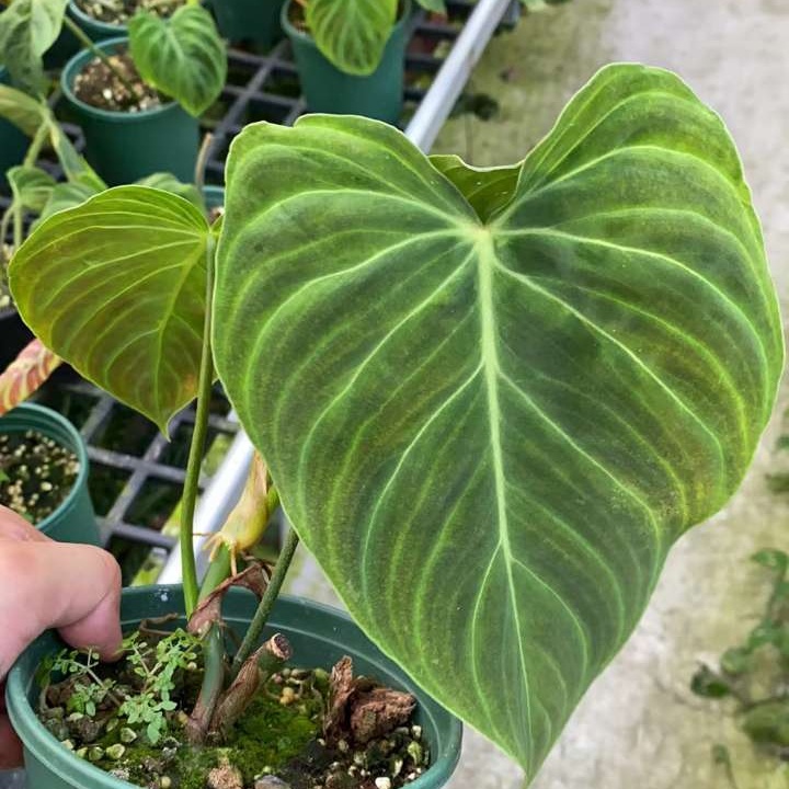 Philodendron verrucosum on sale