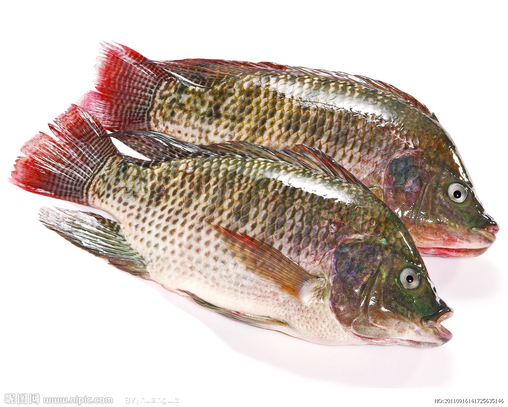 Wholesale talapia bream fish 100-200gr with cheap price