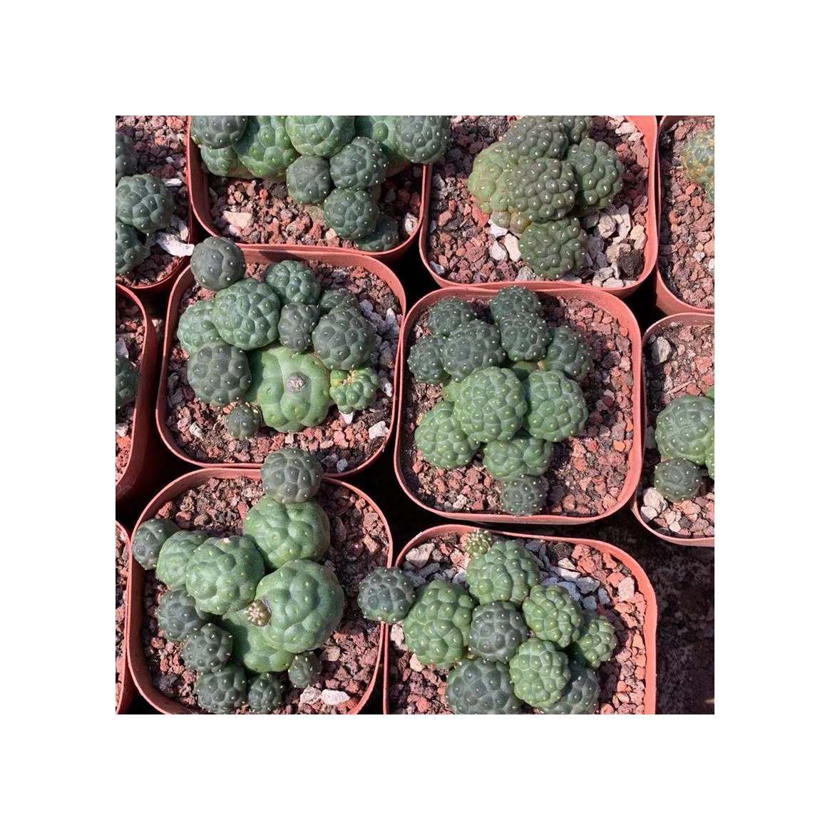 Hot sale best quality wholesale natural realt plants Cactaceae Puna Bonnieae moon cactus and succulent live blooming plants