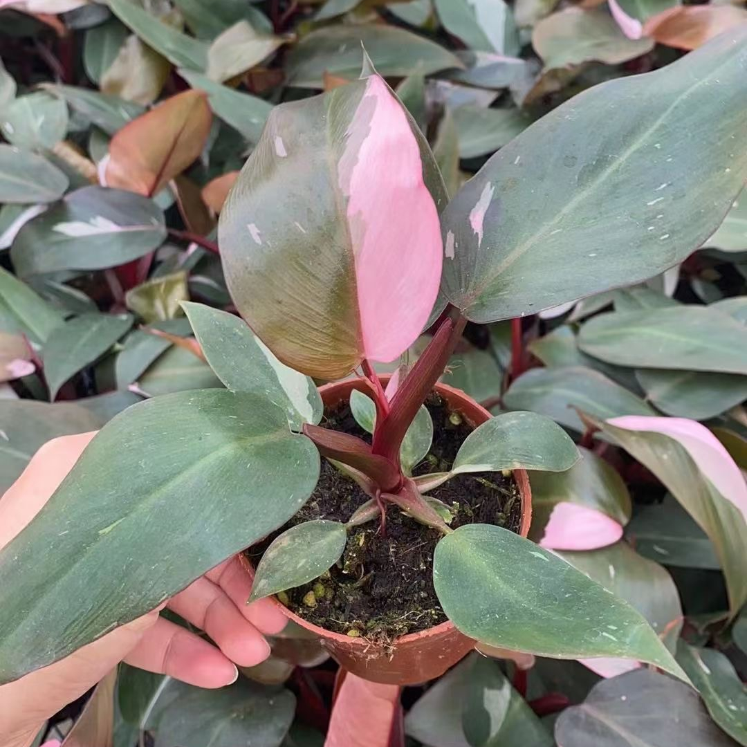 Pink princess philodendron live plant indoor plant philodendron variegated nature plant