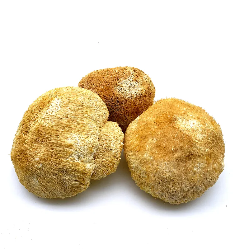 The Rare Edible Dried Lions Mane Mushroom & Dried Hericium Erinaceus Mushroom