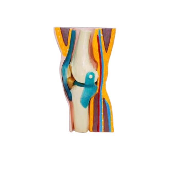 Demountable human knee bone skin anatomy teaching demonstration model