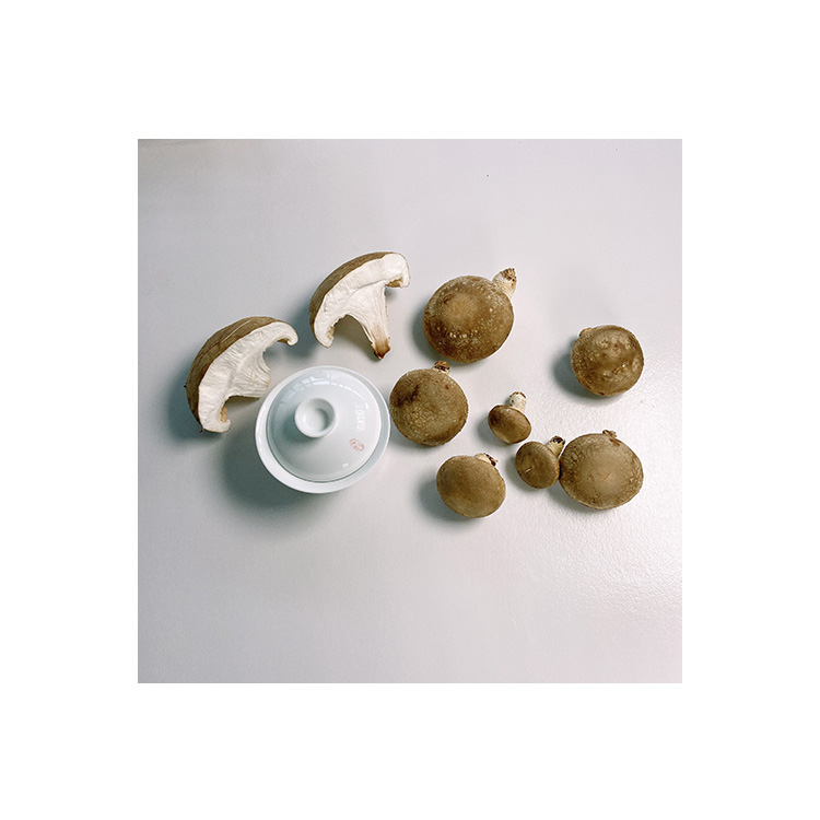 Wholesale Fine Fresh Mini-xl Tender Export Mushrooms Fresh Price