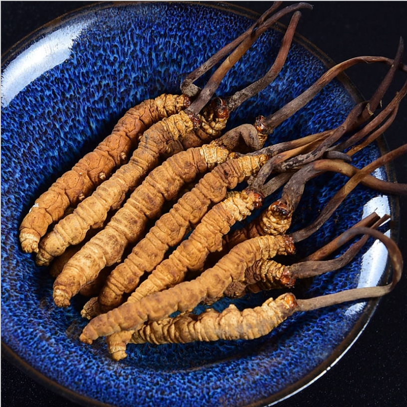 Сушеные органические кордицепсы dong chong xia cao cordiceps cordyceps sinensis king в комплекте банка 3000 шт.