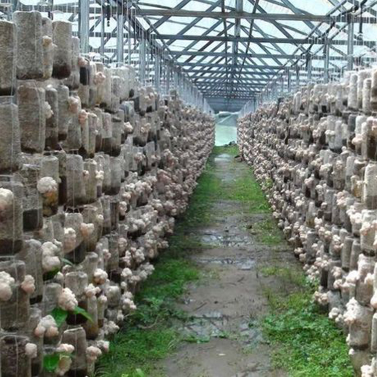 Amazon USDA ЕС Львиная Грива двойной экстракт органических Львов грива экстракт