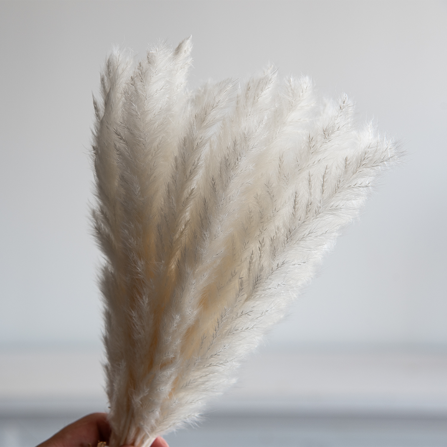 wholesale wild dried natural white small pampas grass home wedding hotel shop decorative