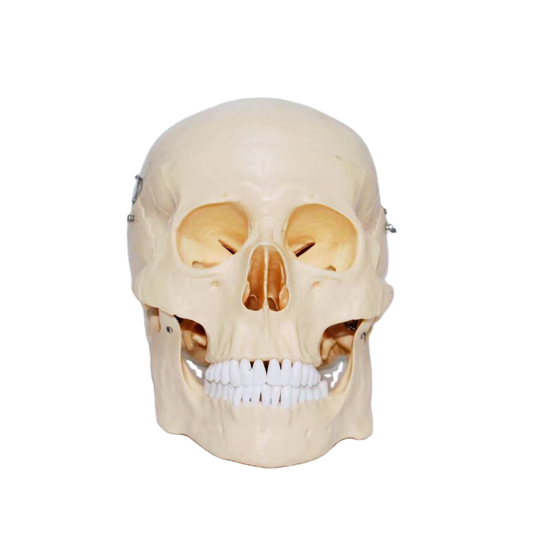 Detachable human skull bone teaching model