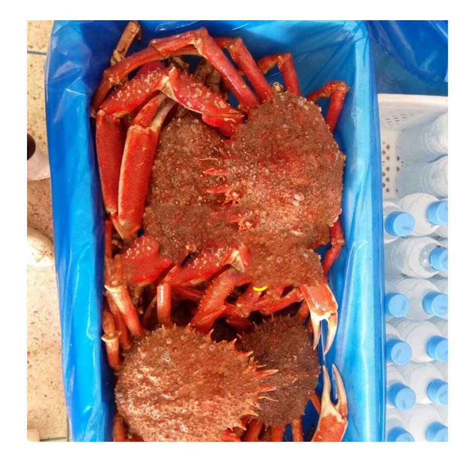 Живой краб