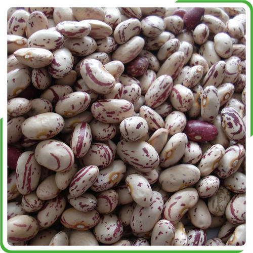 Урожай 2019, зернистая фасоль, Длинная форма, YiAn origin(792)