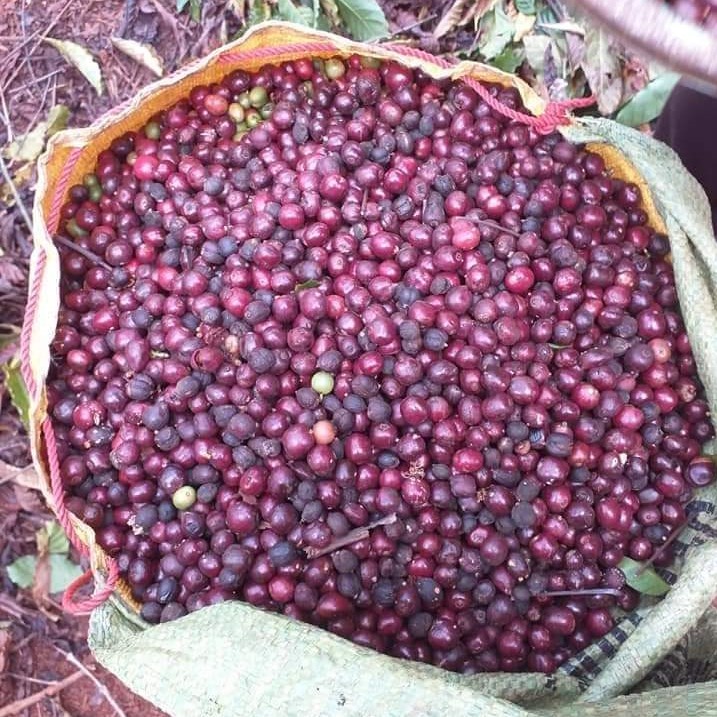 Robusta Coffee Bean Vietnam 98% Maturity Pure 12.5% Max Moisture Coffee Beans Roasted