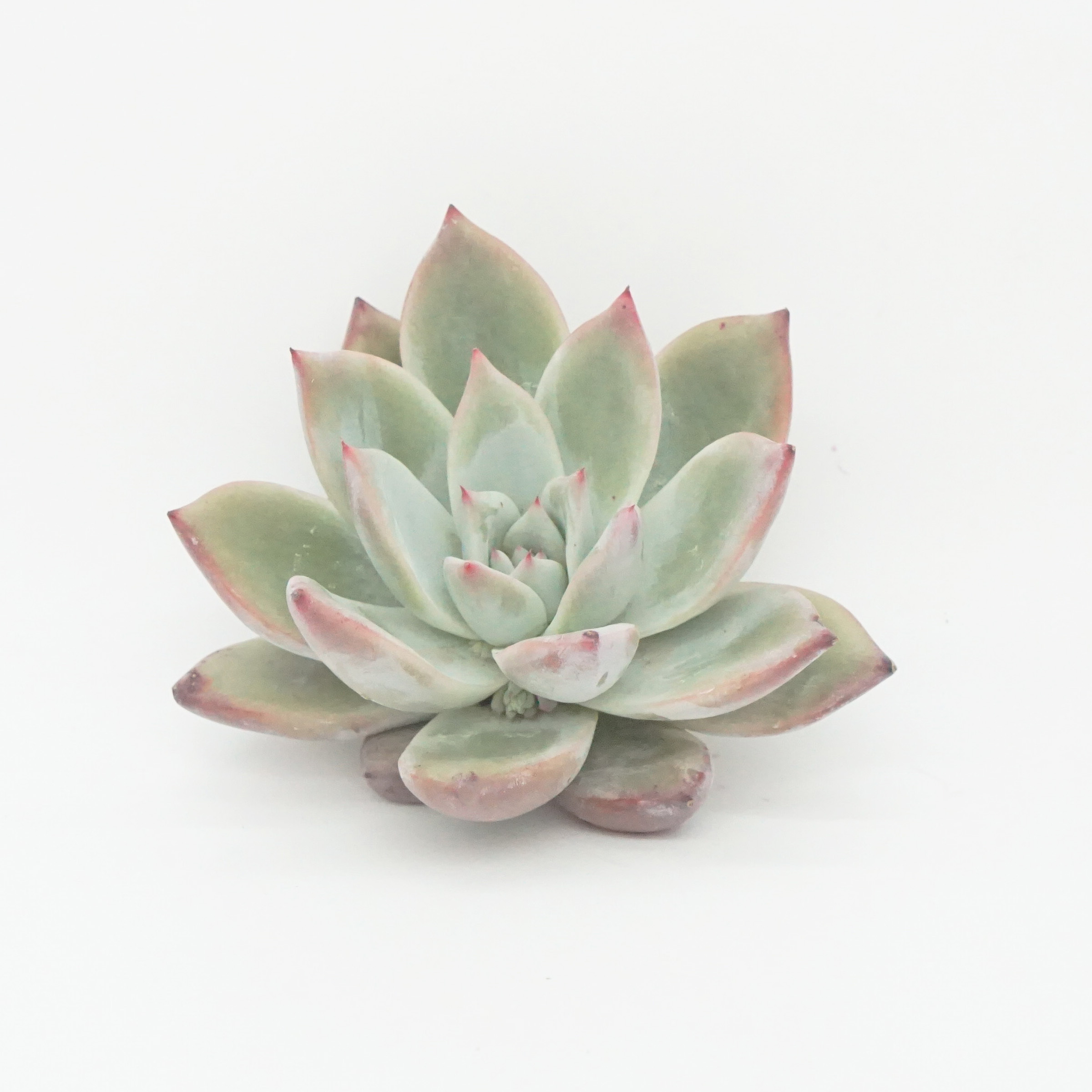 Echeveria, суккуленты, живые натуральные комнатные растения, оптовая продажа, мини-растения, комнатные корейские суккуленты