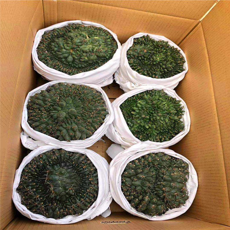 Натуральные растения из кактуса инфиксации gymnocalydium baldianum